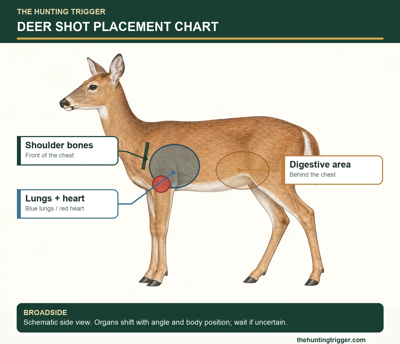 Original broadside deer anatomy chart labeling shoulder bones, blue lung region, red heart region, and digestive area